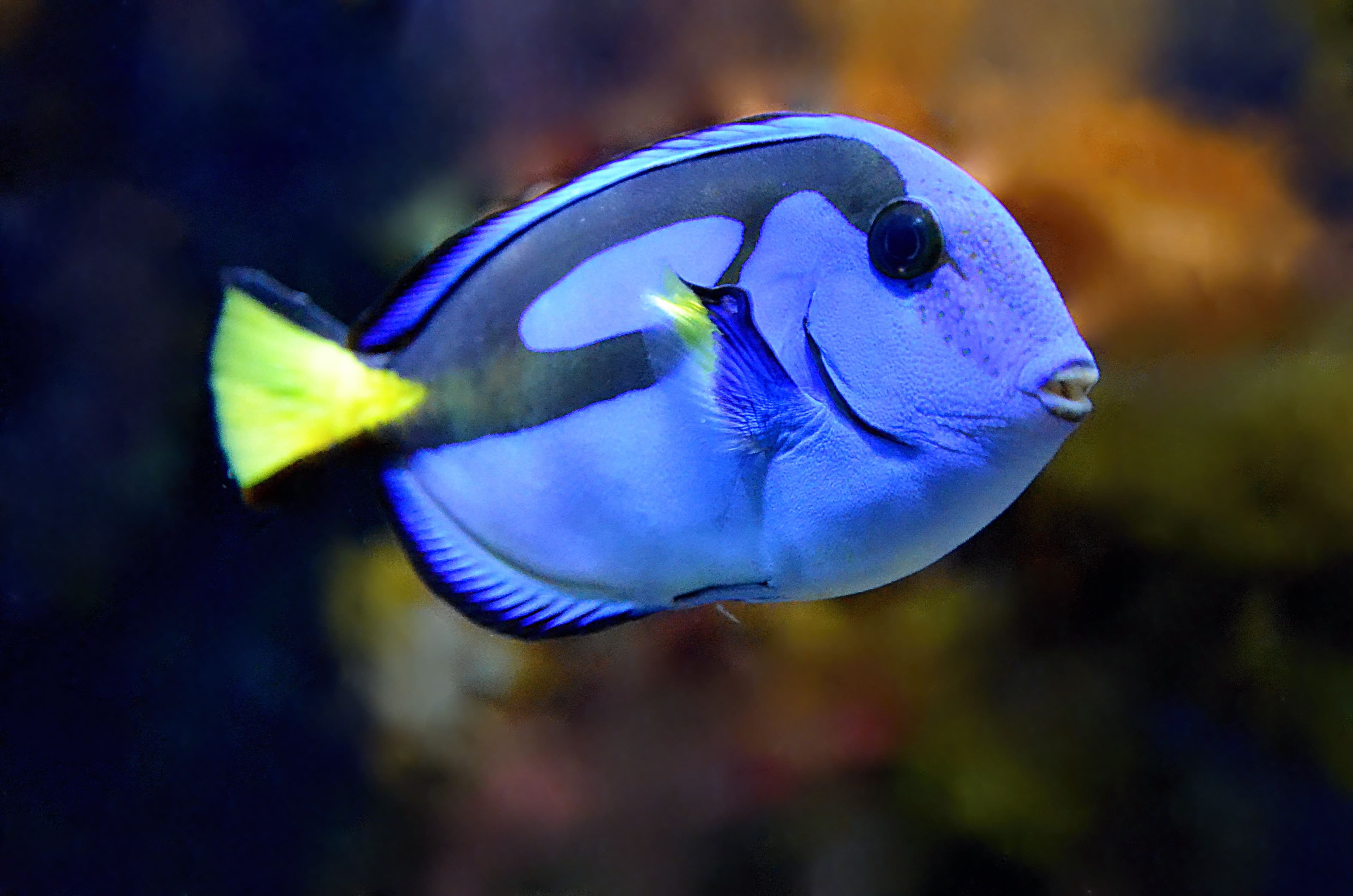 Ornamental marine fish exported by Rafiki Marine from Mombasa, Kenya's Indian Ocean coastline